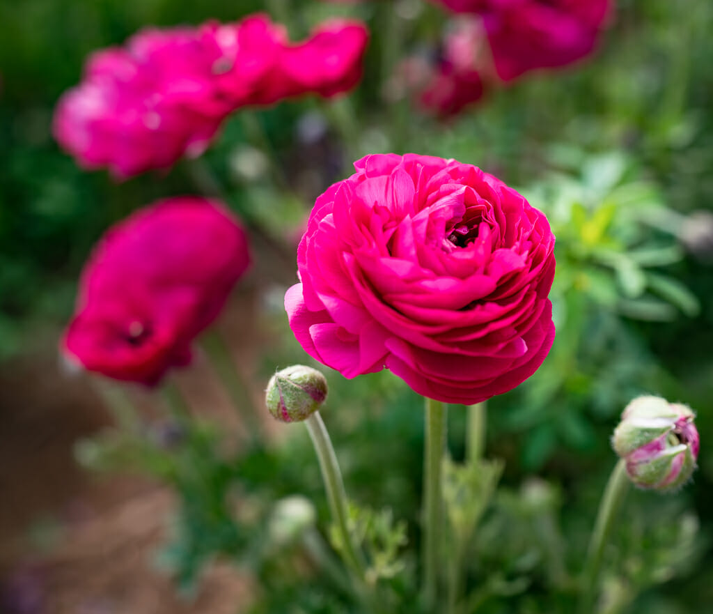 pink Giant Tecolote Ranunculus flower