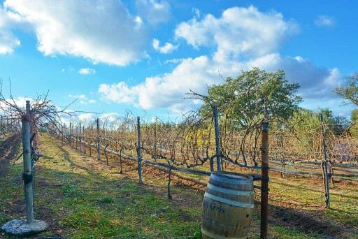 Vineyards at Milagro Farm Vineyards and Winery in Ramona