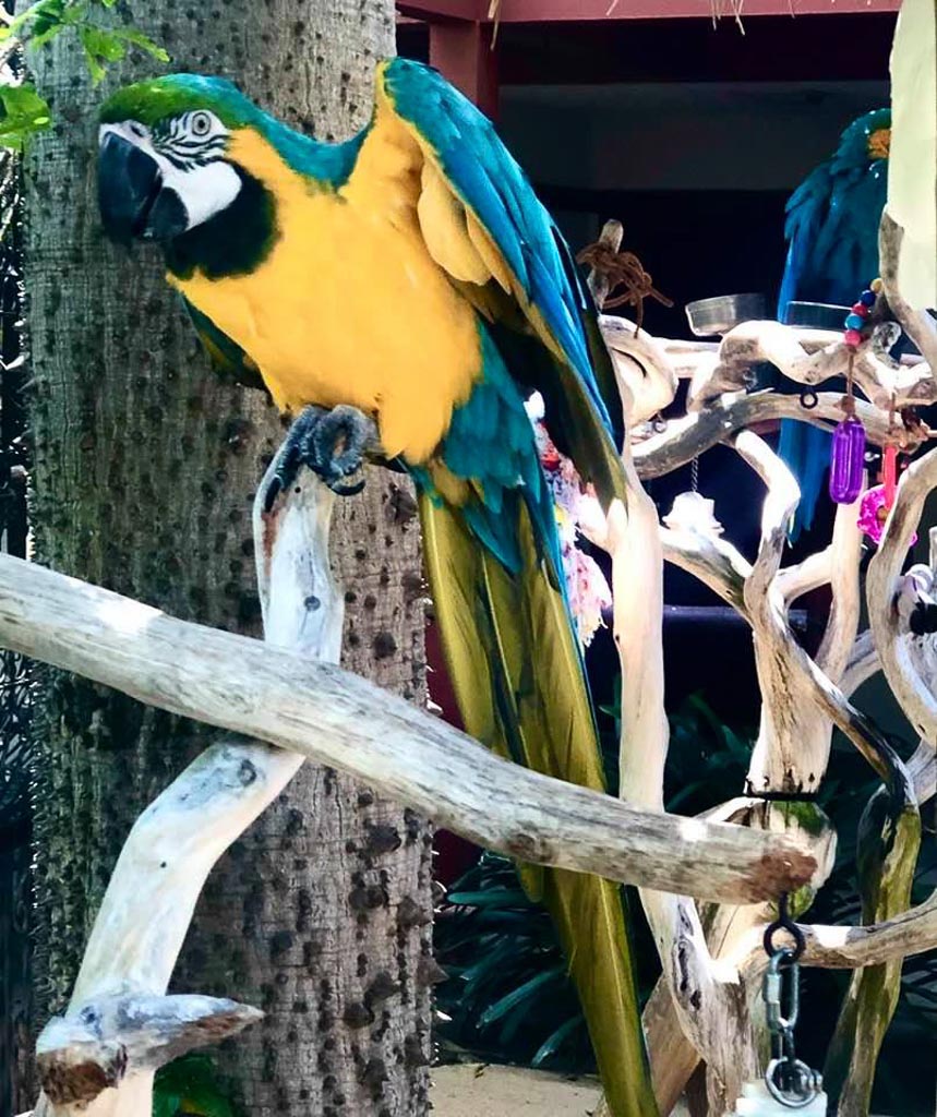 Blue and Yellow Macaw Parrot at the Catamaran Resort in San Diego