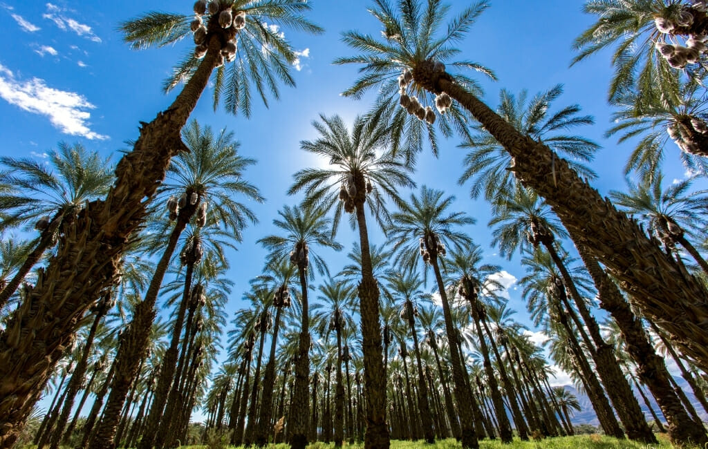 Rows of Palm trees on a date farm in Southern California