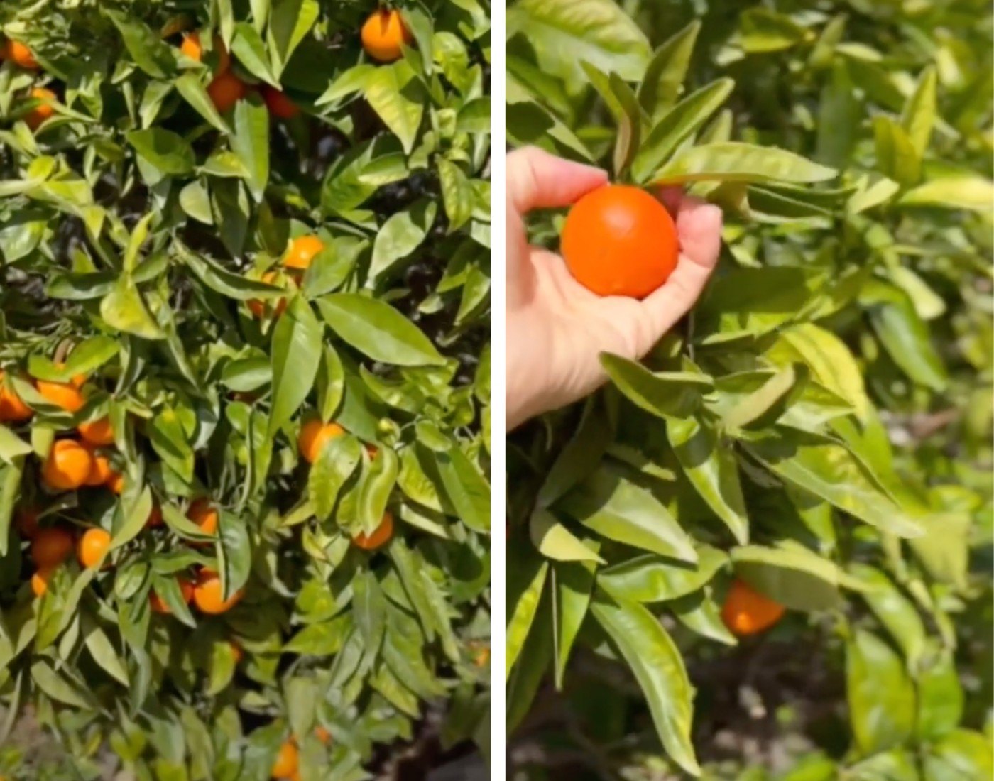 Meghan Markle Shares a Rare Glimpse Inside Her Picturesque Backyard at $14.65 Million Montecito Home