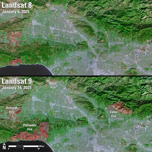 Los Angeles Wildfires – 4 Ideas How to Help