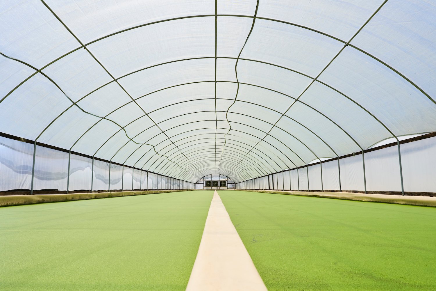 Lemna being grown at Plantible's aquaponics farm in San Marcos