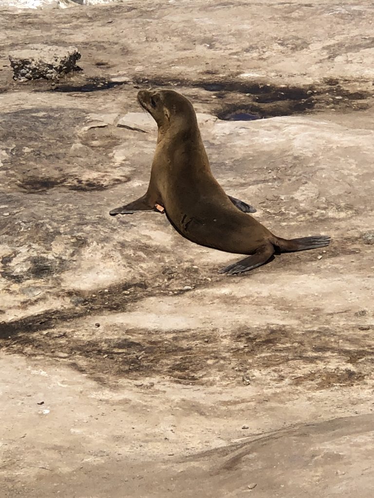 Sea Lion in La Jolla - Weekend in San Diego