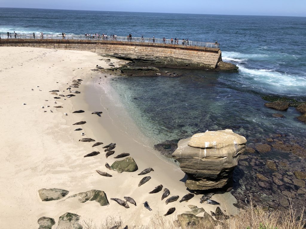 Childrens Pool La Jolla with sea lions