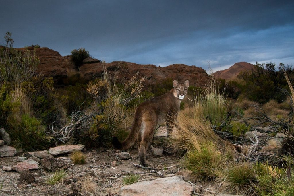 Mountain lion sighting in San Diego county