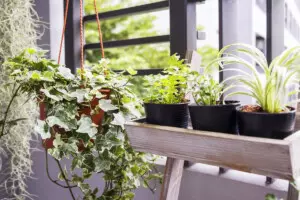 How to Create a Blooming Balcony Garden This Spring,Amanda Tripp