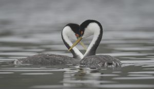 84 sdawc two grebes swimming past each other