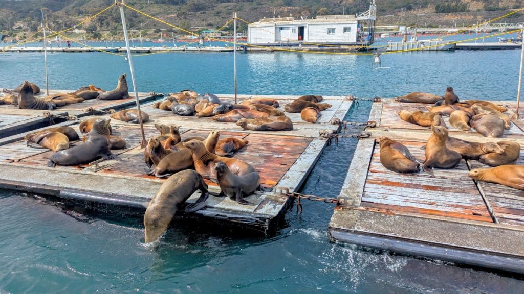 Sea lions on bait barges in San diego
