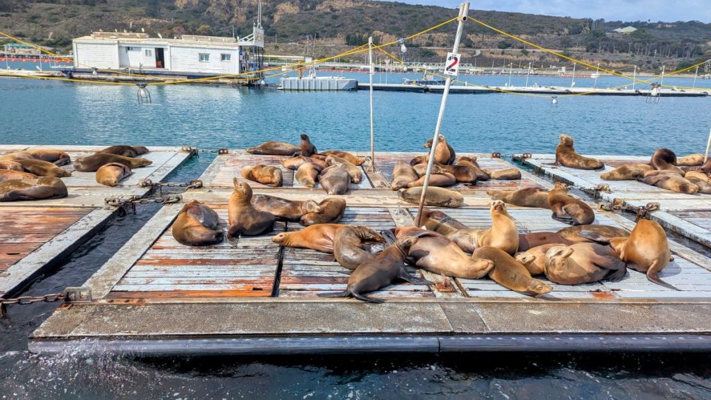 Sea lions on bait barges in San diego