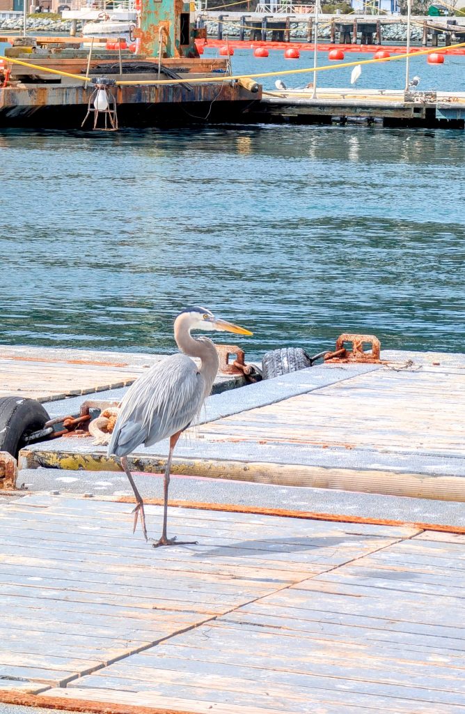 Blue heron on bait barges in San diego