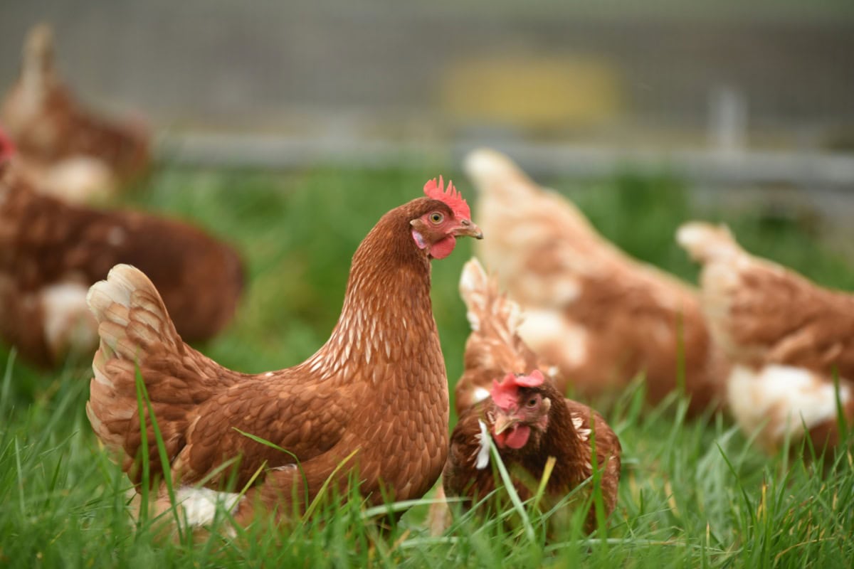 Chickens in a yard