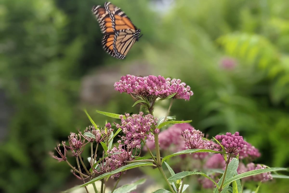 Asclepias (milkweed) for monarchs