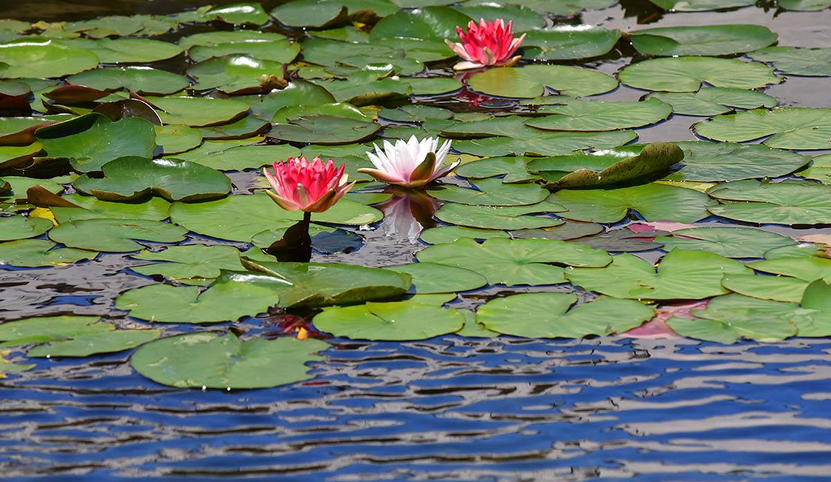 Water lilies in Balboa Park. Photo by Chris Stone