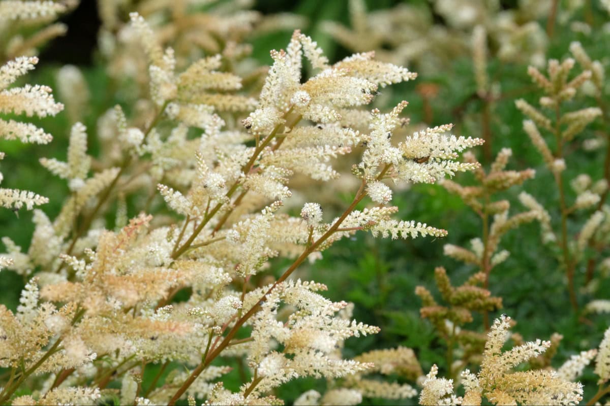Astilbe