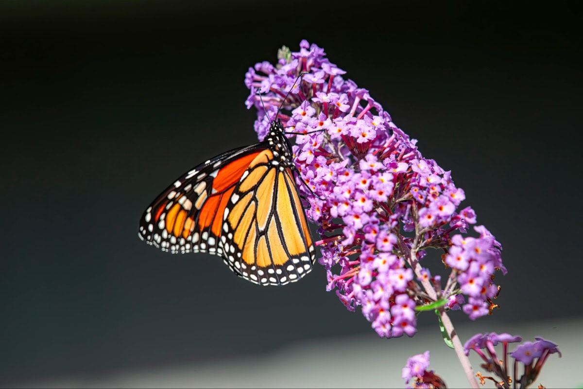 Butterfly Bush
