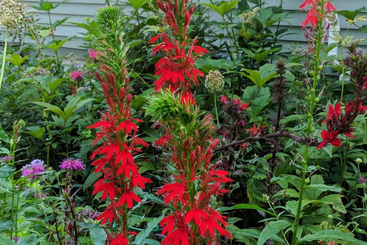 Lobelia Cardinal flower 