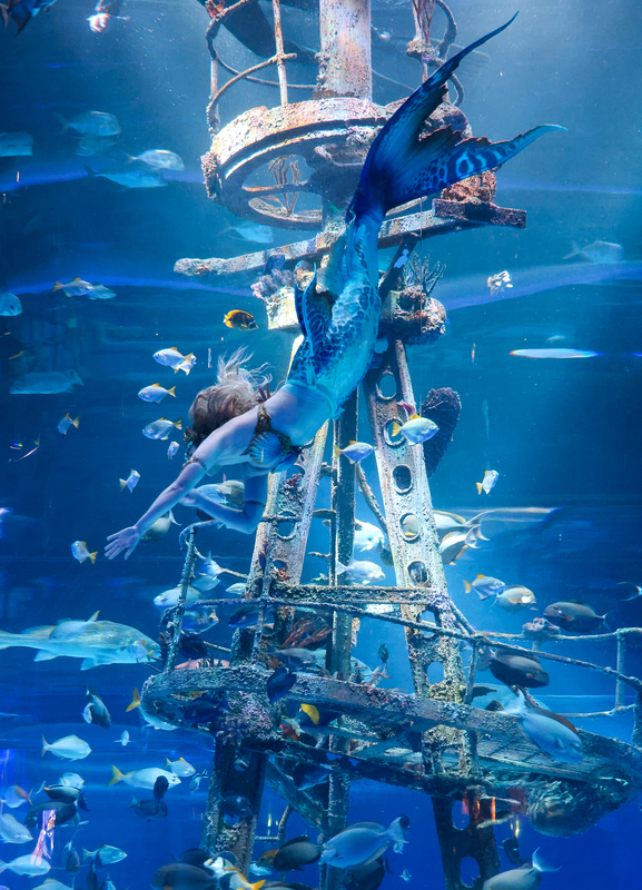 Meet the Mermaids at Wonders of Wildlife