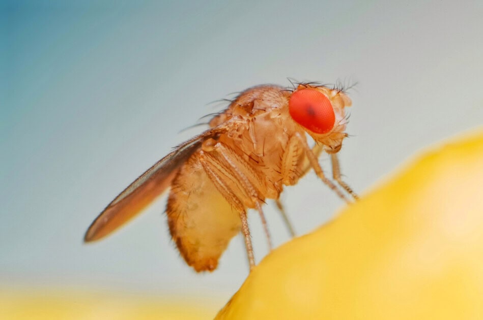 Are fruit flies harmful to humans?