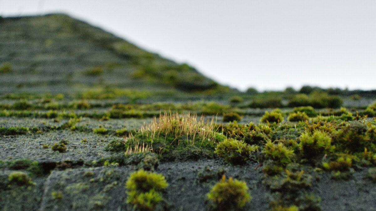 moss on roof growing in patches