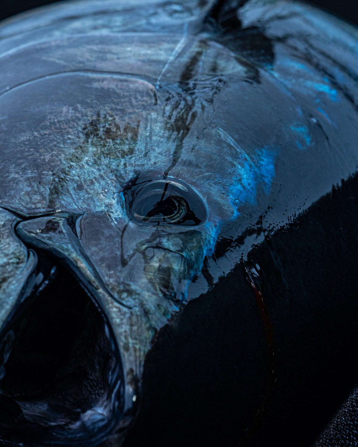 Close up of a bluefin tuna fish