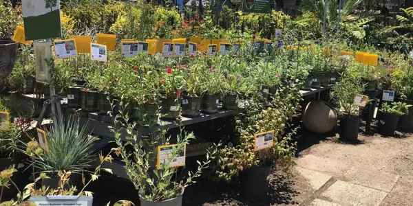 The 7 Best California Native Plants for Container Gardens,Cole Novak