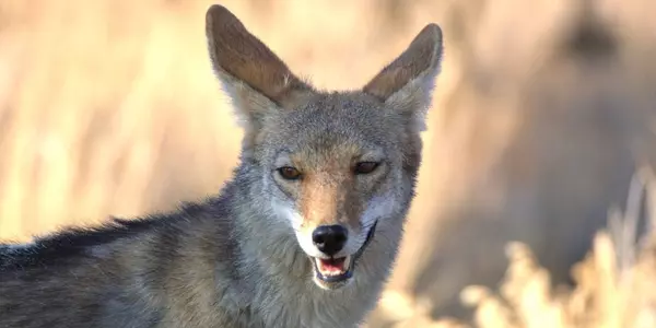 9 Wild Animals You’ll Spot on San Diego Trails,Cole Novak