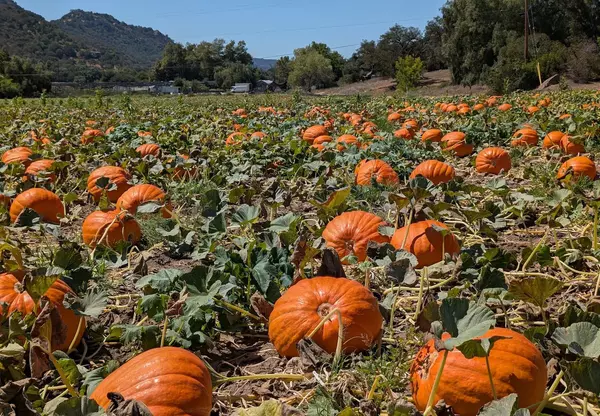 8 of the Best Pumpkin Patches in San Diego for Families 