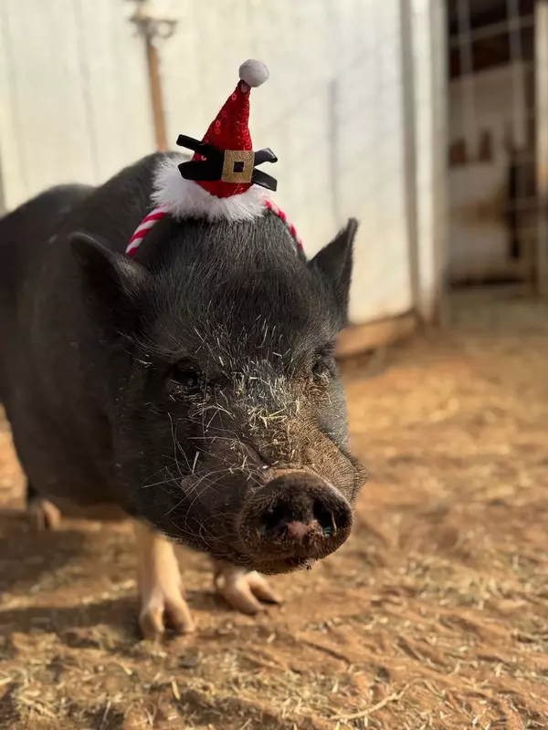 feature image of Robin’s Nest Rescue Gives Farm Animals a Second Chance