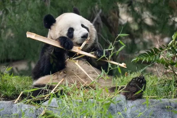 How the San Diego Zoo & Safari Park Create World-Class Exhibits