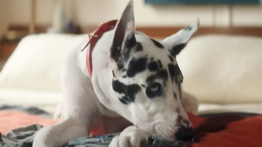 Movie Review: Apollo the Great Dane pulls at your heartstrings in ‘The Friend’