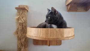 cat climbing diy wallscapes