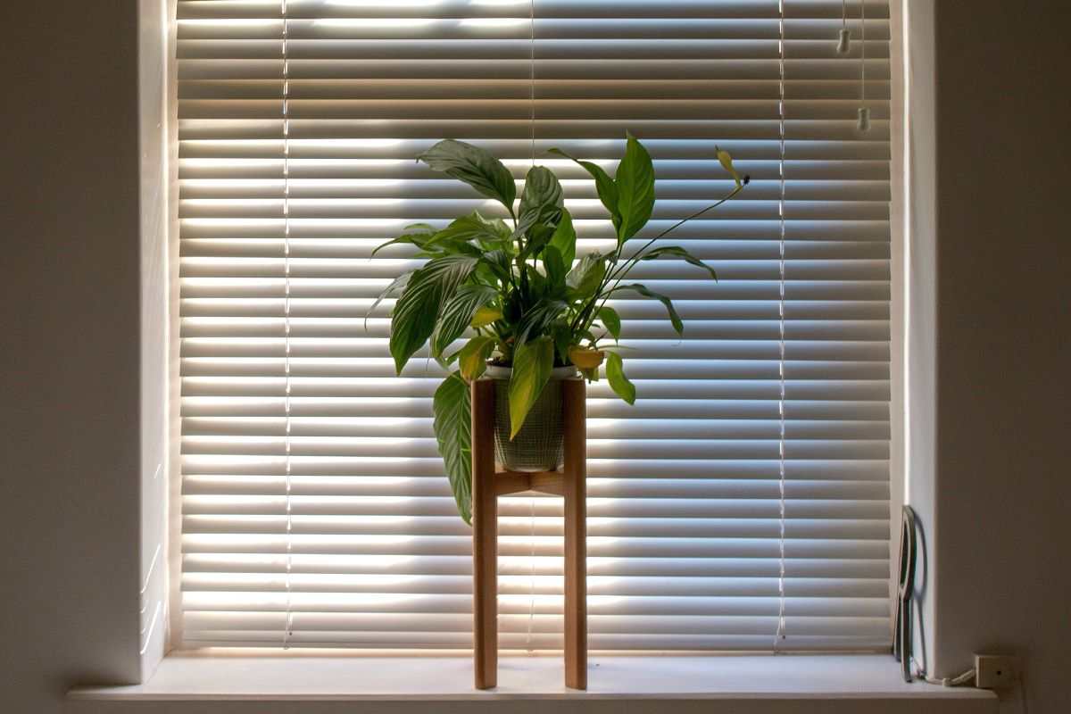 peace lily tropical house plant