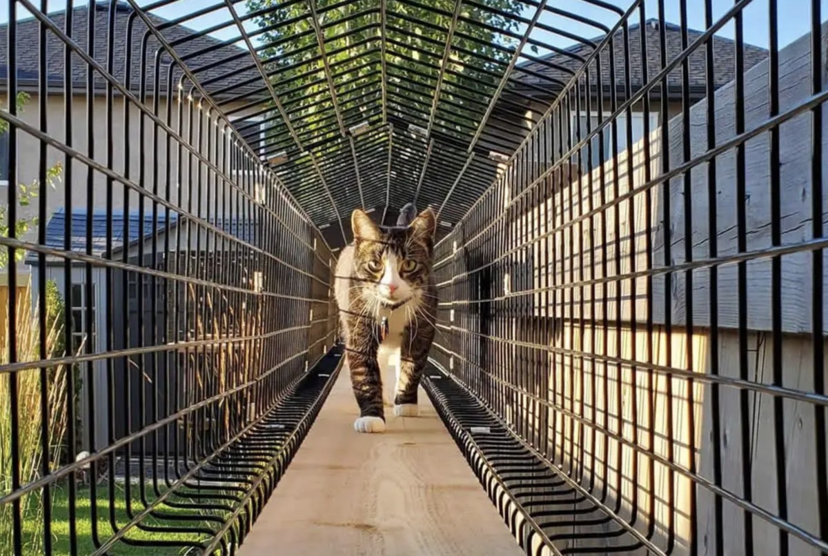 Cat walking forward in a Hellas Custom Catio