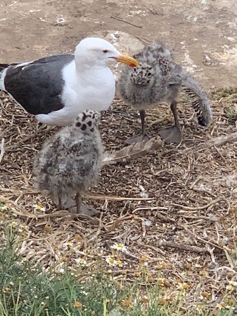 Two seagull chicks and an adult gather at La Jolla Cove. (Peter Sacks)