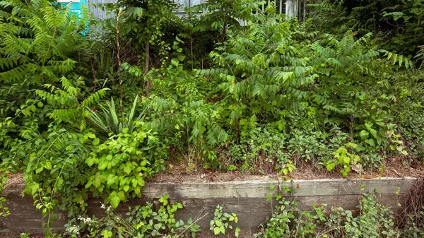 They Bought a House Sight Unseen, Only To Arrive To Find the Yard ‘Invaded’ by These 5 Aggressive Plants