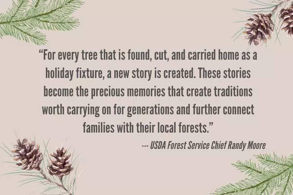 Cut Your Own Florida Christmas Tree in Ocala National Forest