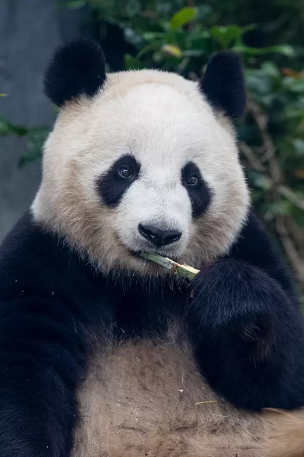How to Feed a Panda: Inside the Zoo’s Bamboo Buffet