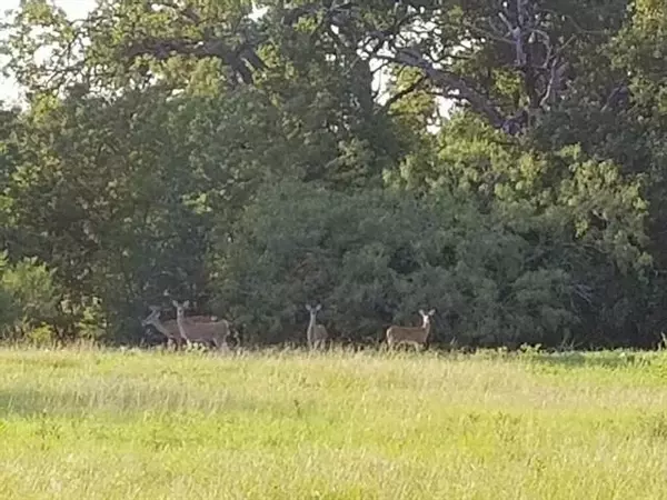 Kerens, TX 75144,TBD Sweetwater Trail