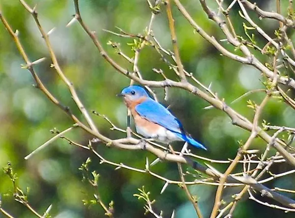 Possum Kingdom Lake, TX 76449,Lt 96 Canyon Wren Loop