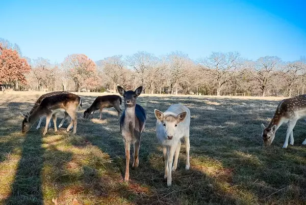 Streetman, TX 75859,Lot 112 Lincoln Drive