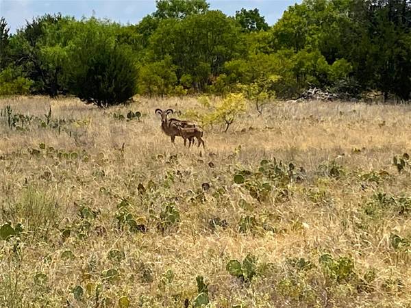 2053 Bluff Creek Drive, Strawn, TX 76475