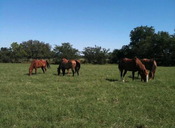 TBD County Road 351, Dublin, TX 76446