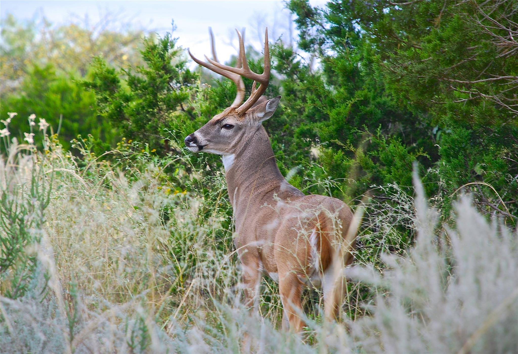 Graford, TX 76449,Lt 1040 Frog Branch