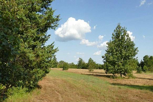 32.28 AC FM 312, Winnsboro, TX 75494