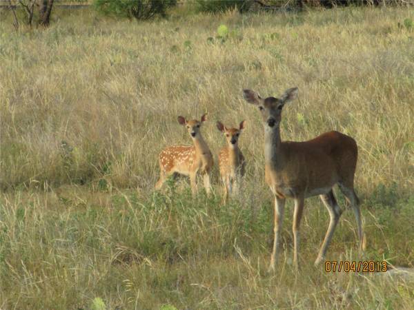 Lot 33 Glen Abbey S Drive, Possum Kingdom Lake, TX 76449