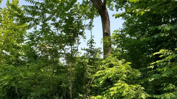 Gladys, VA 24554,0 Goat Island RD