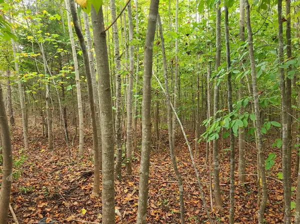 Spout Spring, VA 24593,0 Jenny Lane