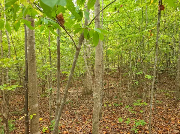 Spout Spring, VA 24593,0 Jenny Lane