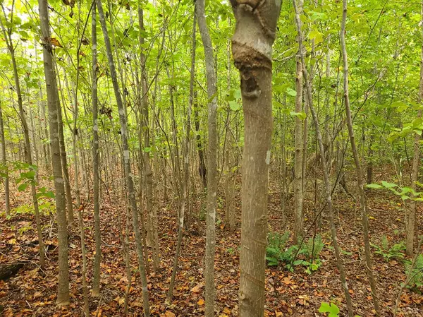 Spout Spring, VA 24593,0 Jenny Lane